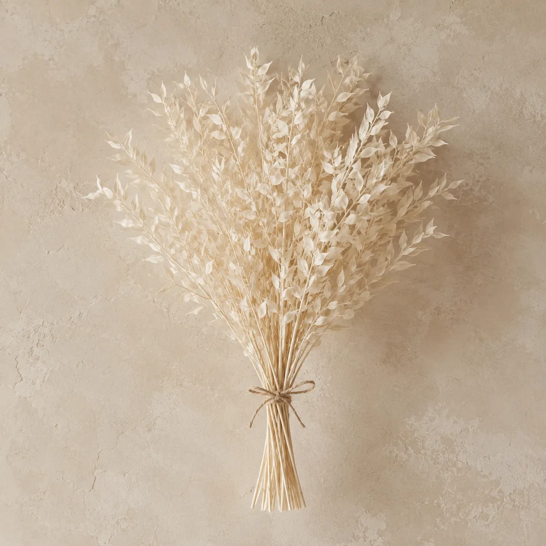 Bleached Ruscus