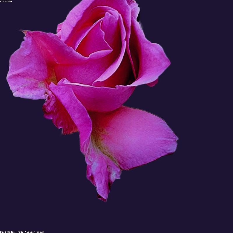 Bleached Ruscus